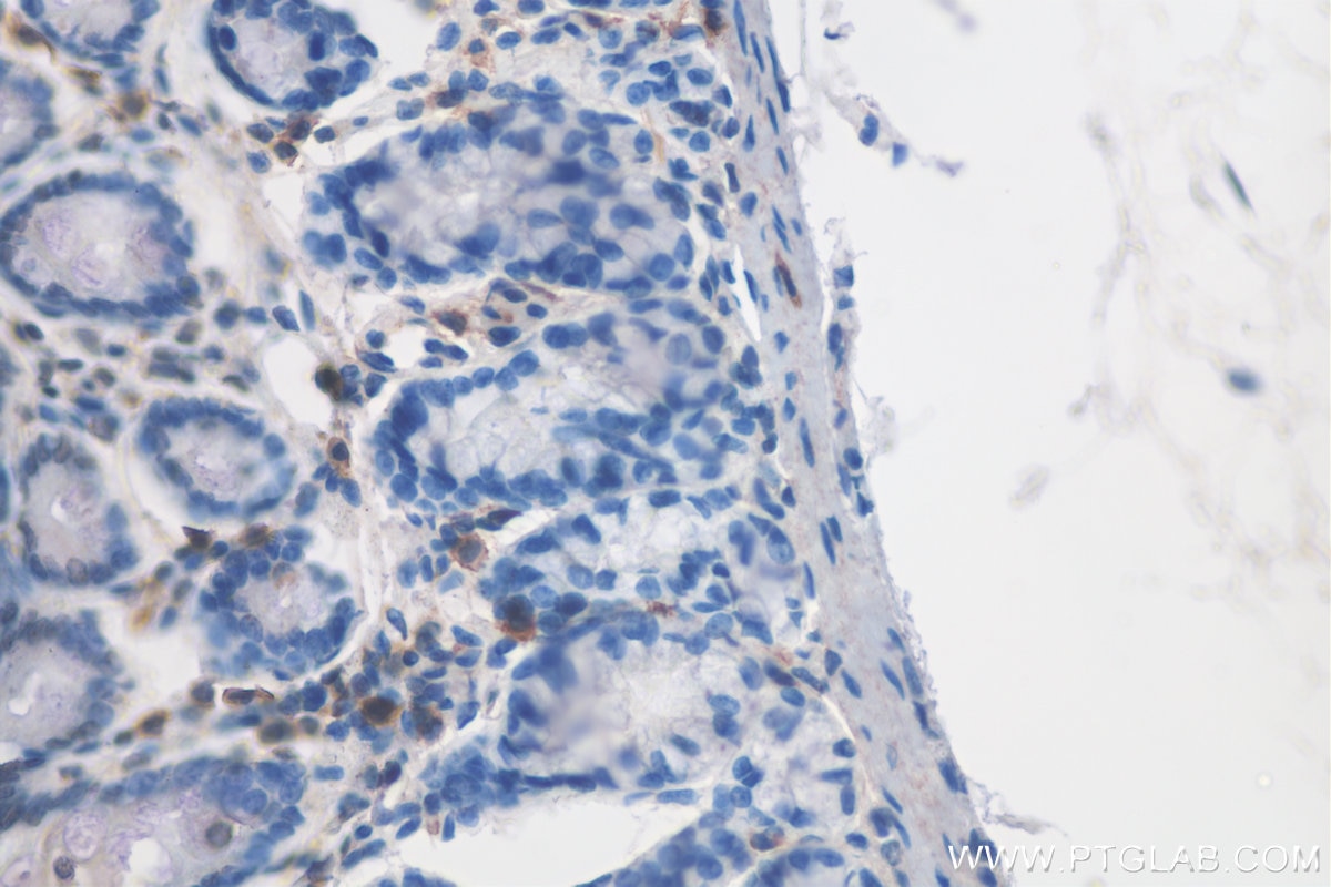 IHC staining of rat colon using 27949-1-AP