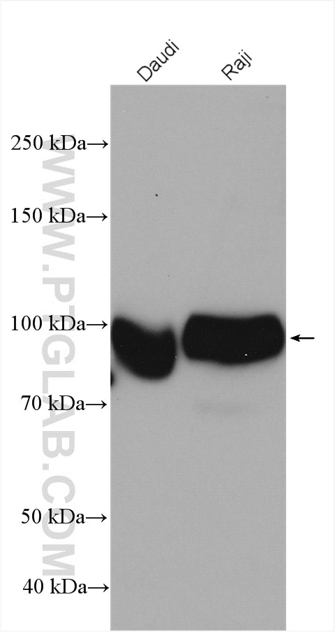 Western Blot (WB) analysis of various lysates using CD19 Polyclonal antibody (27949-1-AP)