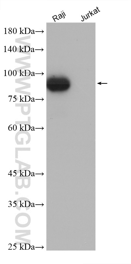 Western Blot (WB) analysis of various lysates using CD19 Polyclonal antibody (27949-1-AP)