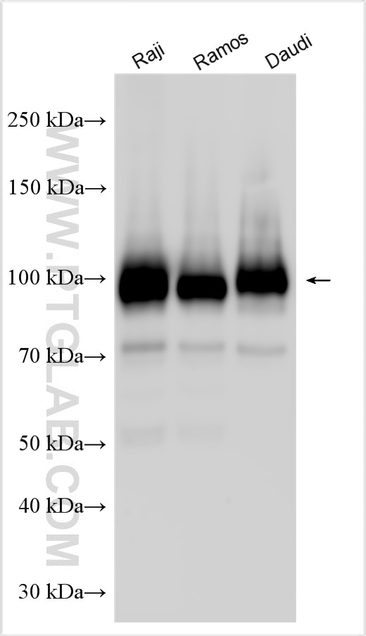 Western Blot (WB) analysis of various lysates using CD19 Polyclonal antibody (27949-1-AP)