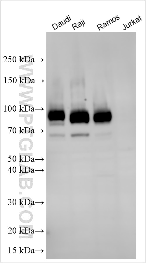 Western Blot (WB) analysis of various lysates using CD19 Polyclonal antibody (27949-1-AP)