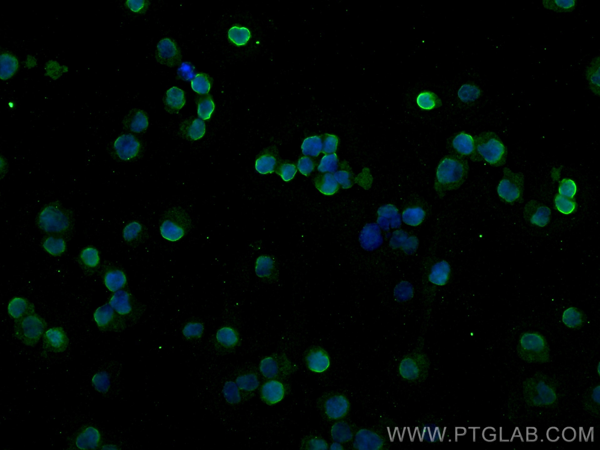 Immunofluorescence (IF) / fluorescent staining of Raji cells using CD19 Monoclonal antibody (66298-1-Ig)