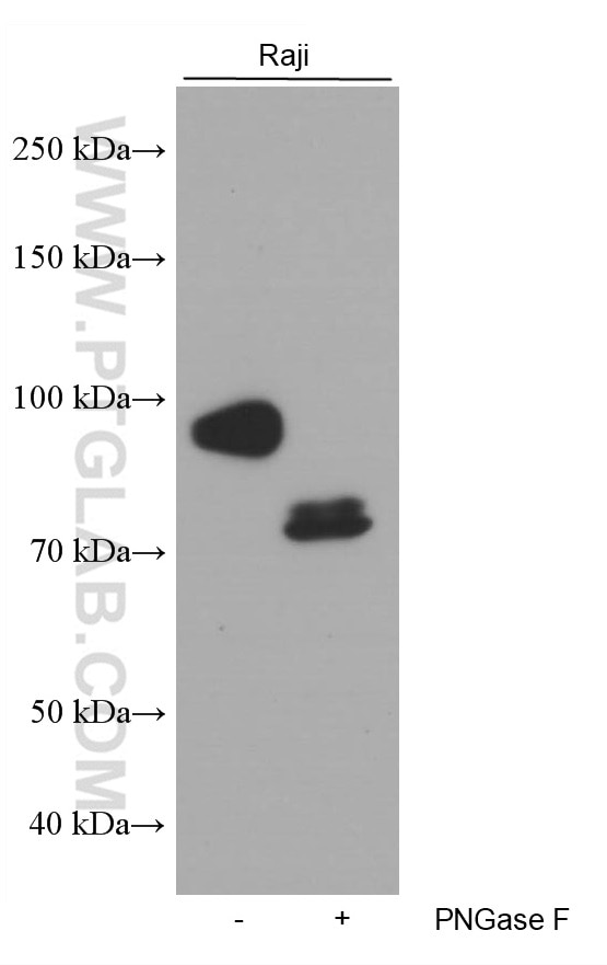 Western Blot (WB) analysis of Raji cells using CD19 Monoclonal antibody (66298-1-Ig)