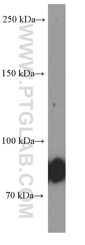 Western Blot (WB) analysis of Ramos cells using CD19 Monoclonal antibody (66298-1-Ig)