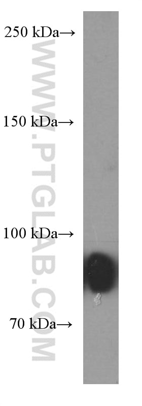 Western Blot (WB) analysis of Daudi cells using CD19 Monoclonal antibody (66298-1-Ig)