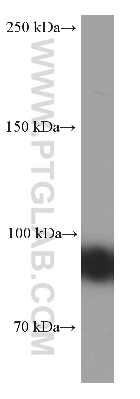Western Blot (WB) analysis of Raji cells using CD19 Monoclonal antibody (66298-1-Ig)