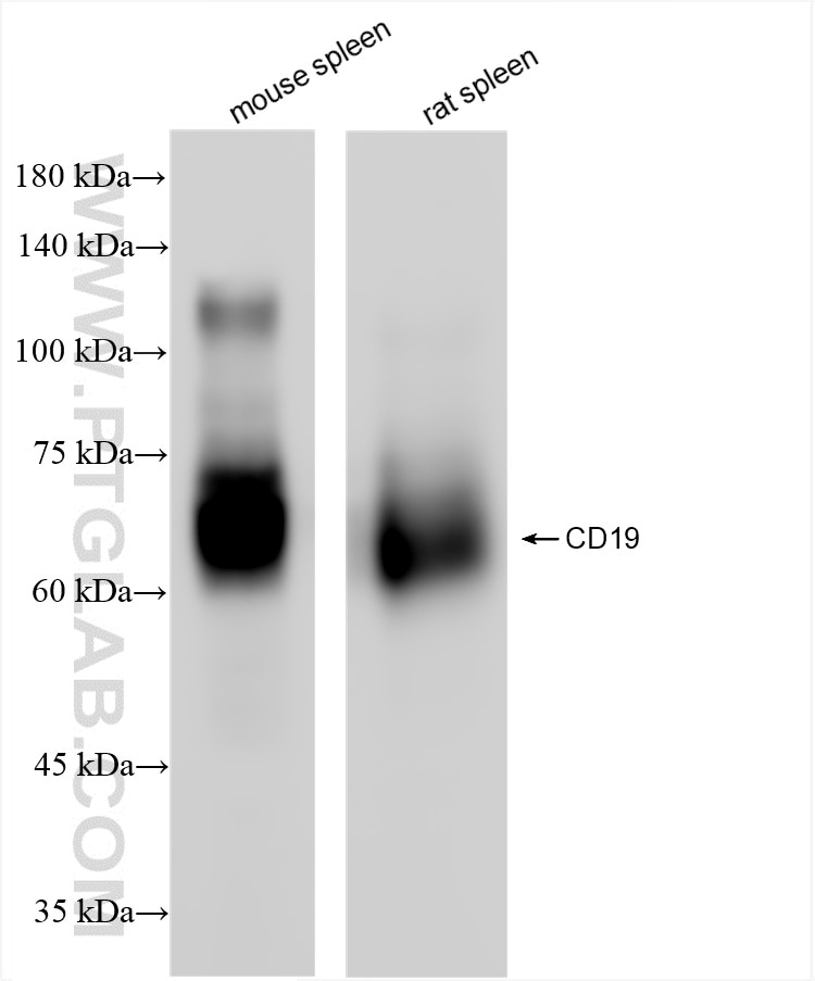 Western Blot (WB) analysis of various lysates using CD19 Recombinant antibody (83254-1-RR)