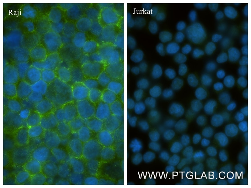 Immunofluorescence (IF) / fluorescent staining of Raji cells using CD19 Recombinant monoclonal antibody (86116-1-RR)