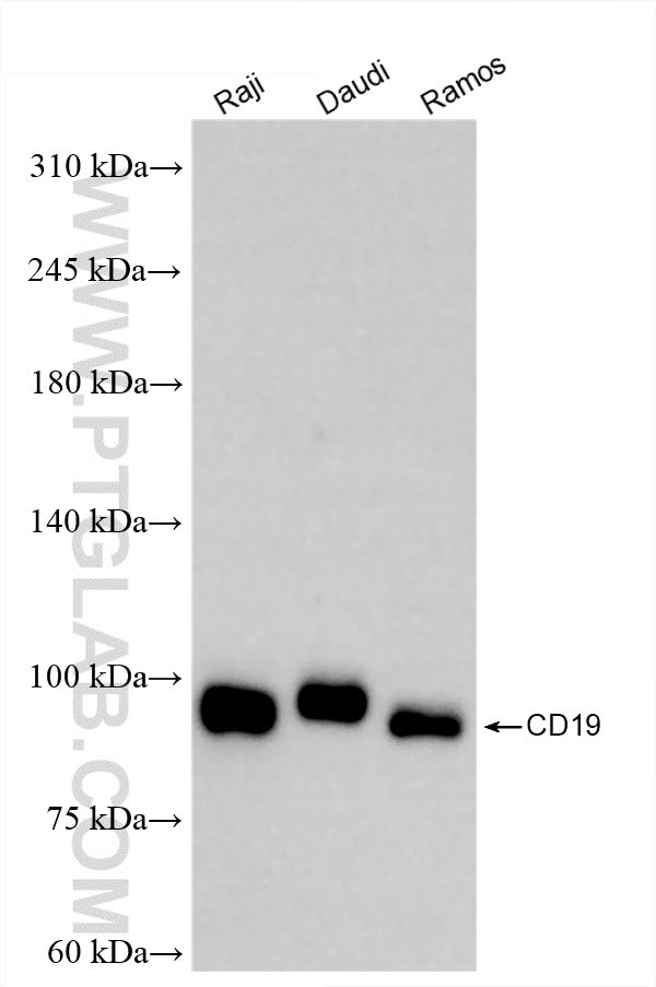 CD19