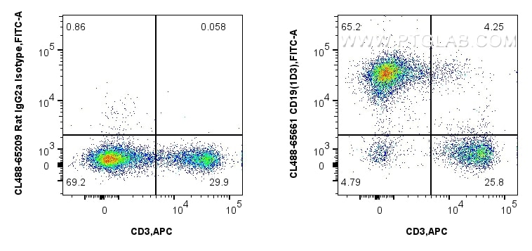 1x10^6 mouse splenocytes were surface stained with APC Anti-Mouse CD3, and 0.25 ug CoraLite® Plus 488 Anti-Mouse CD19 (1D3) Rat IgG2a RecAb (CL488-65661, Clone: 1D3) or CoraLite® Plus 488 Rat IgG2a Isotype Control (2A3) (CL488-65209, Clone: 2A3). Cells were not fixed. Flow cytometry (FC) experiment of mouse splenocytes using CoraLite® Plus 488 Anti-Mouse CD19 (1D3) Rat IgG2a (CL488-65661)
