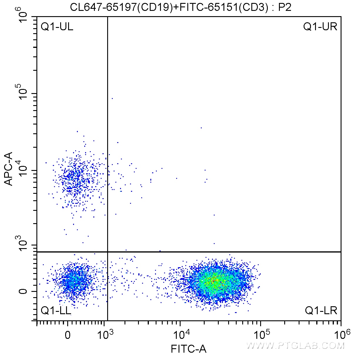 CD19 antibody (CL64765197) Proteintech CD19 antibody (CL64765197) Proteintech