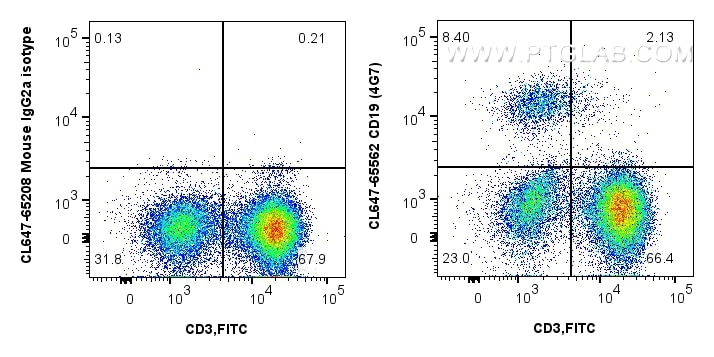 CD19