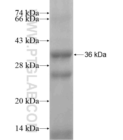 CD19 fusion protein Ag19945 SDS-PAGE