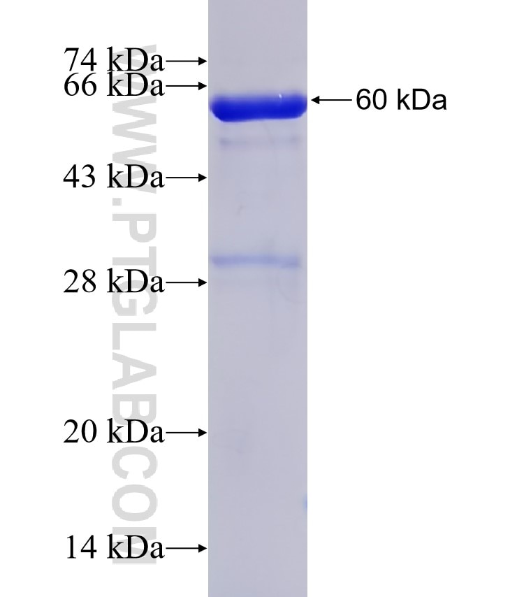 CD19 fusion protein Ag20114 SDS-PAGE