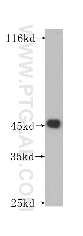 Western Blot (WB) analysis of Raji cells using CD1a Monoclonal antibody (60173-2-Ig)