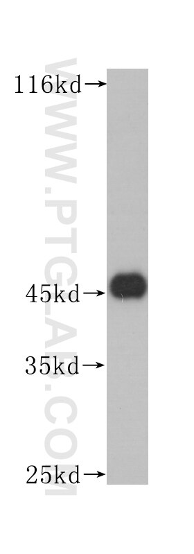 Western Blot (WB) analysis of Raji cells using CD1a Monoclonal antibody (60173-2-Ig)