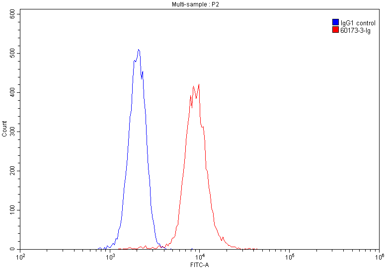 FC experiment of Jurkat using 60173-3-Ig