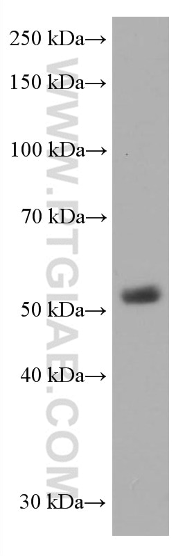 WB analysis of pig thymus using 60173-3-Ig