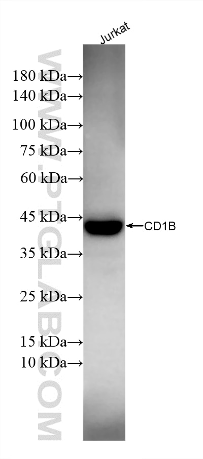 WB analysis of Jurkat using 86652-5-RR (same clone as 86652-5-PBS) Western Blot (WB) analysis of Jurkat cells using CD1b Recombinant monoclonal antibody (86652-5-RR)