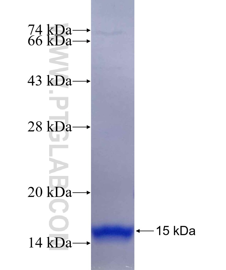 CD1C fusion protein Ag29830 SDS-PAGE