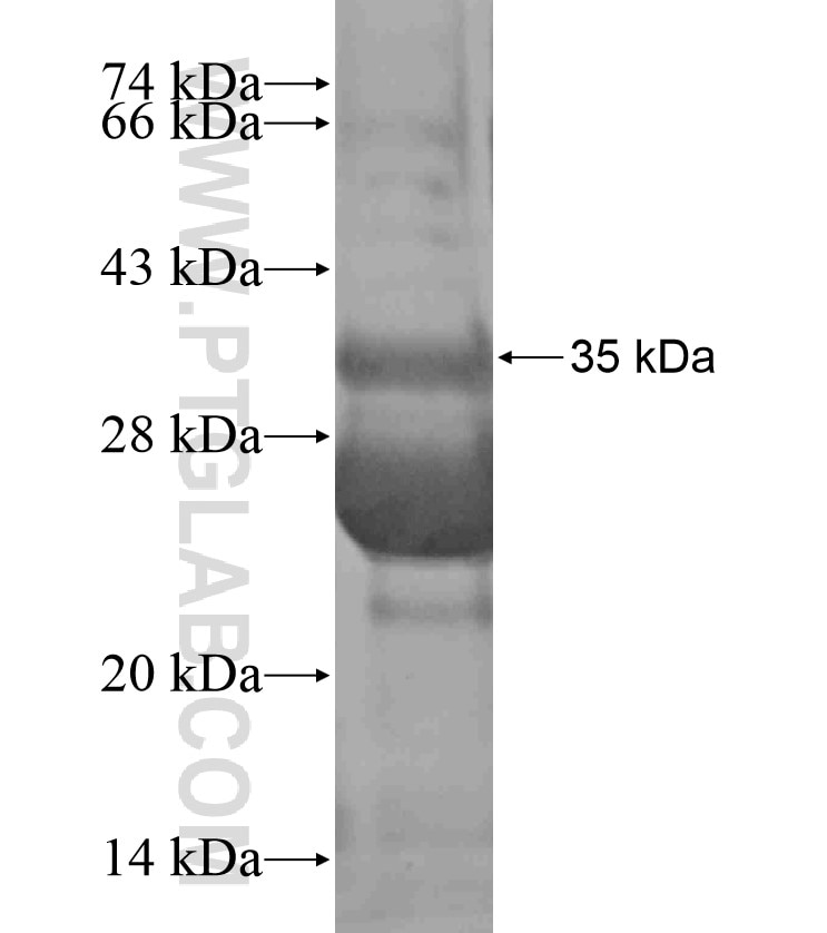 CD1C fusion protein Ag18014 SDS-PAGE