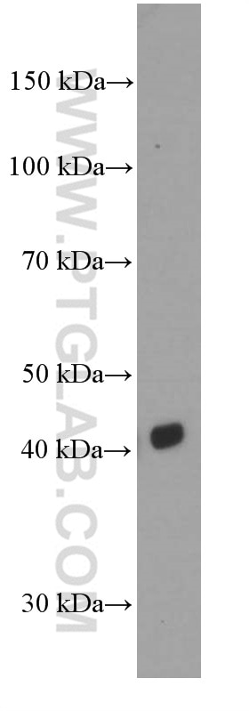Western Blot (WB) analysis of human testis tissue using CD1d Monoclonal antibody (66257-1-Ig)