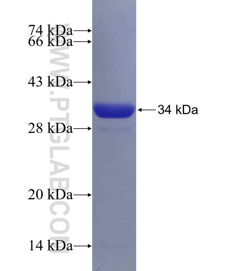 CD1D fusion protein Ag11108 SDS-PAGE