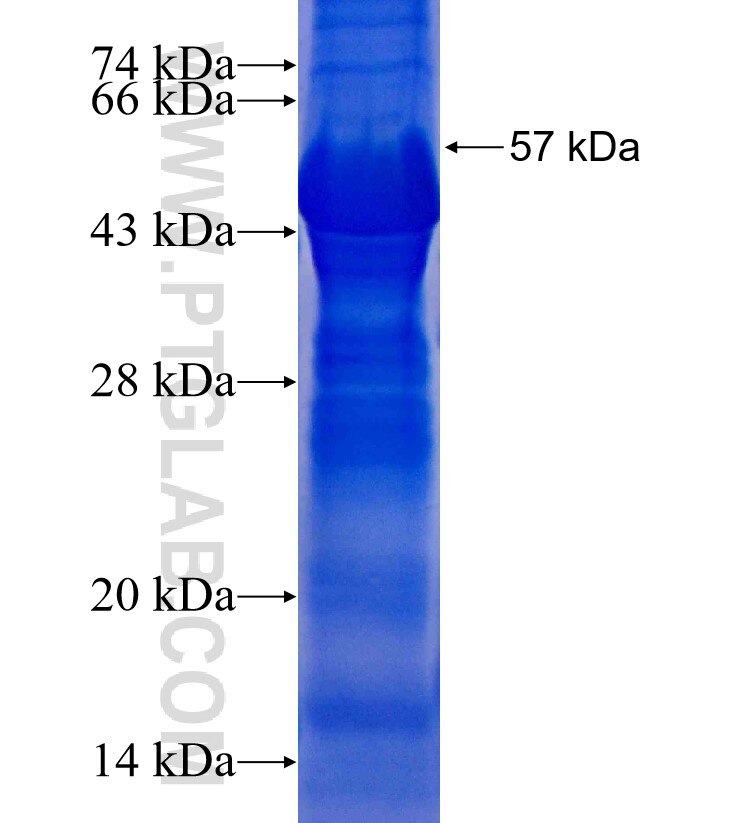 CD1D fusion protein Ag11371 SDS-PAGE