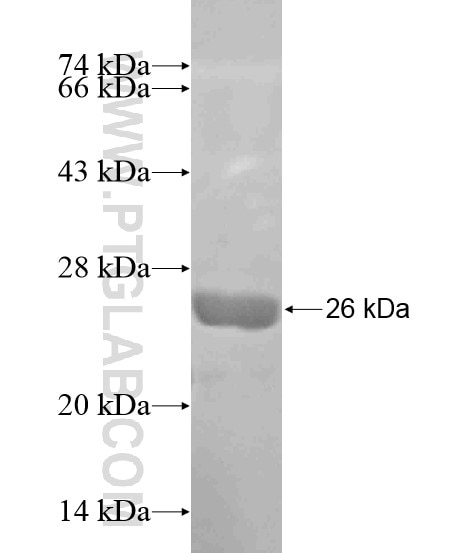 CD1E fusion protein Ag19054 SDS-PAGE