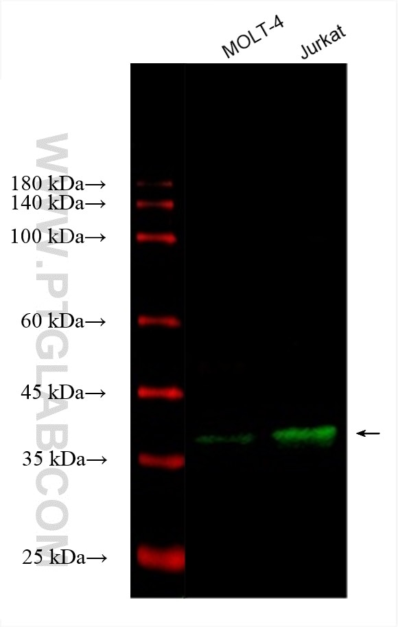 Western Blot (WB) analysis of various lysates using CoraLite® Plus 488-conjugated CD1d Monoclonal anti (CL488-66257)