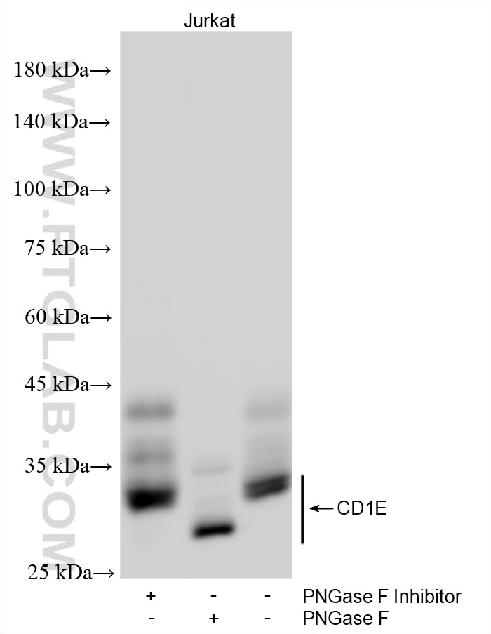Western Blot (WB) analysis of Jurkat cells using CD1e Recombinant monoclonal antibody (87398-1-RR)
