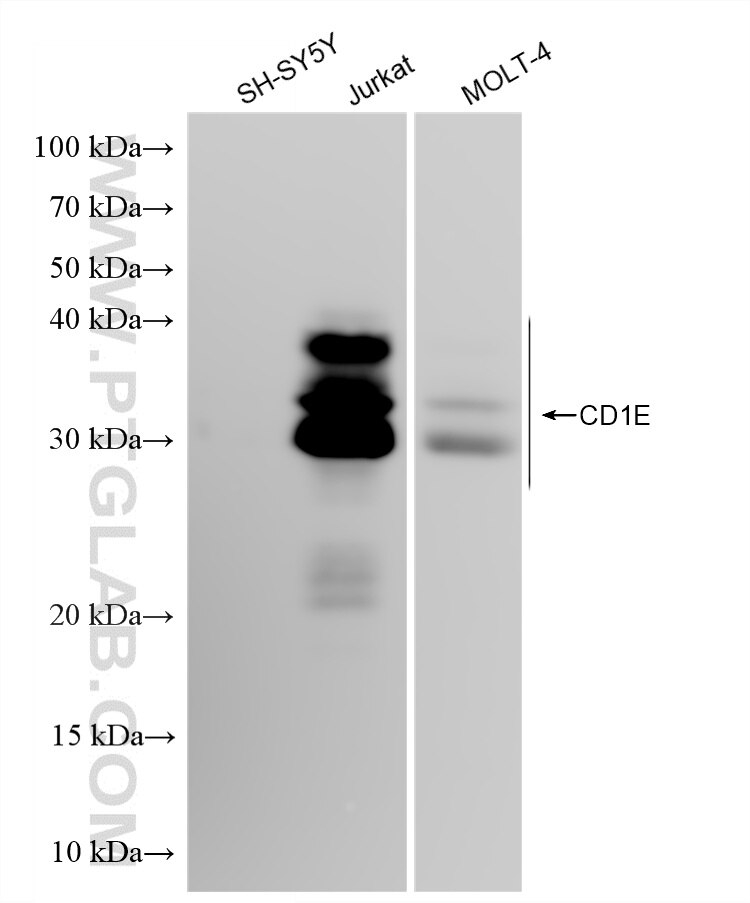 Western Blot (WB) analysis of various lysates using CD1e Recombinant monoclonal antibody (87398-1-RR)