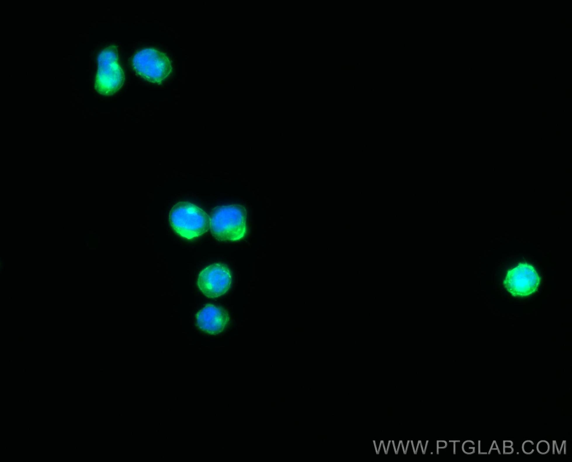 Immunofluorescence (IF) / fluorescent staining of Jurkat cells using CD2 Polyclonal antibody (23973-1-AP)