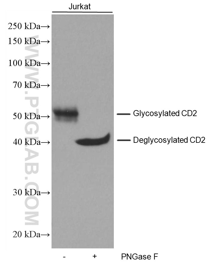 Western Blot (WB) analysis of Jurkat cells using CD2 Monoclonal antibody (60005-1-Ig)
