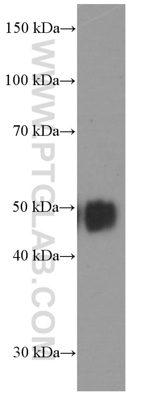 Western Blot (WB) analysis of human spleen tissue using CD2 Monoclonal antibody (60005-1-Ig)