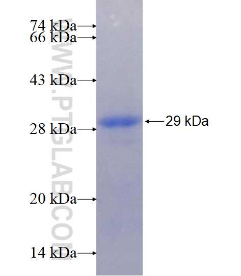 CD2 fusion protein Ag17550 SDS-PAGE