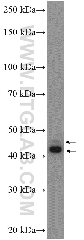 Western Blot (WB) analysis of HEK-293 cells using CD200 Polyclonal antibody (14057-1-AP)