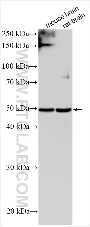 Western Blot (WB) analysis of various lysates using CD200 Polyclonal antibody (30570-1-AP)