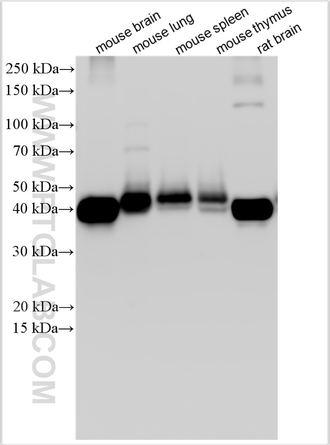 Western Blot (WB) analysis of various lysates using CD200 Polyclonal antibody (31444-1-AP)