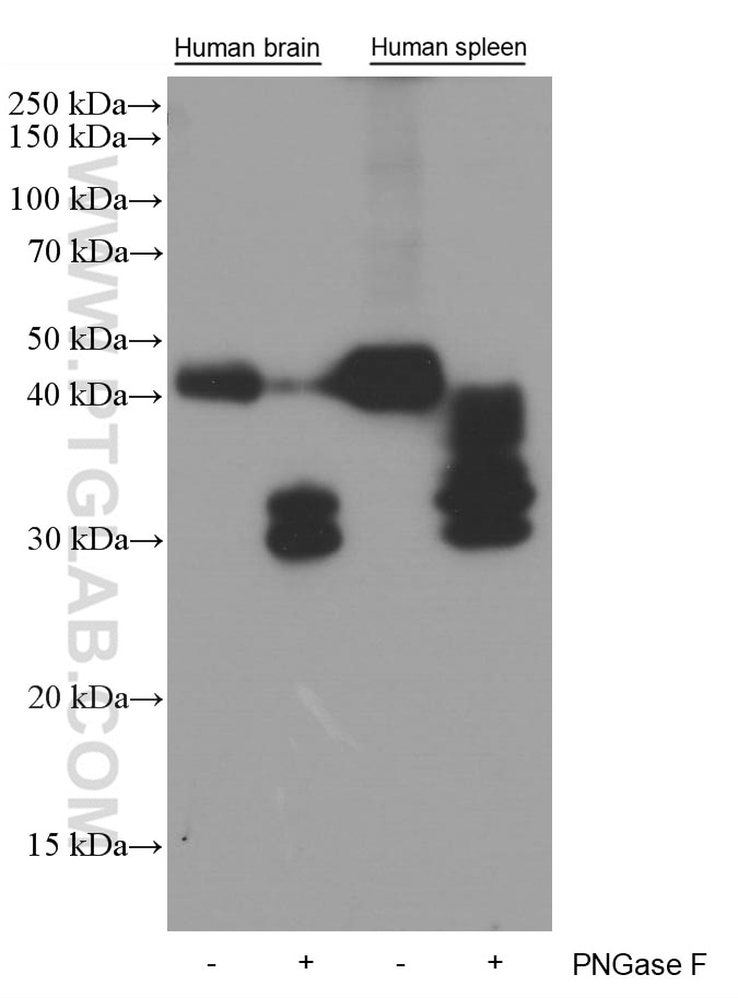 Western Blot (WB) analysis of fetal human brain tissue using CD200 Monoclonal antibody (66282-1-Ig)