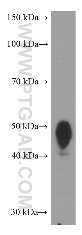 Western Blot (WB) analysis of human spleen tissue using CD200 Monoclonal antibody (66282-1-Ig)