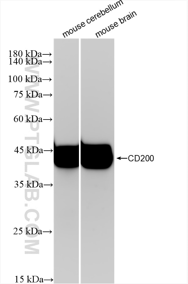 Western Blot (WB) analysis of various lysates using CD200 Recombinant antibody (83437-5-RR)