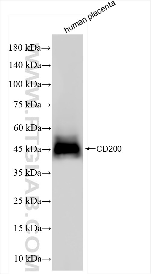 Western Blot (WB) analysis of human placenta tissue using CD200 Recombinant antibody (84244-2-RR)