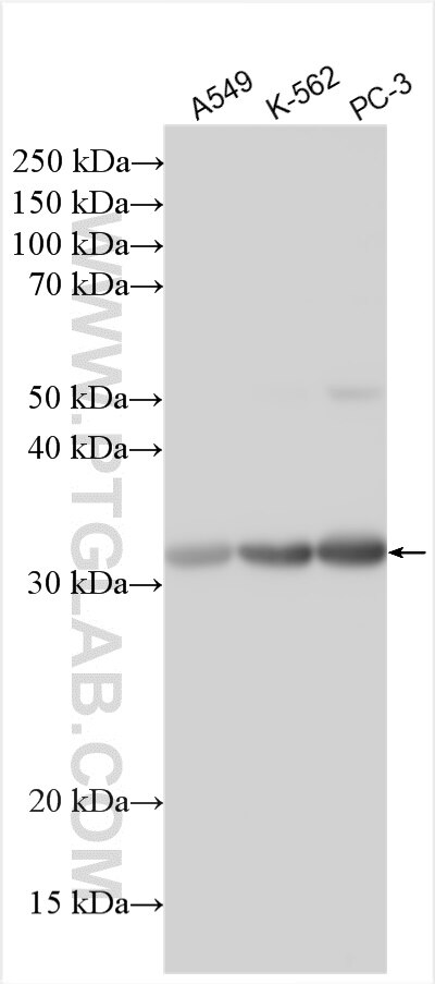 Western Blot (WB) analysis of various lysates using CD200R1 Polyclonal antibody (30013-1-AP)