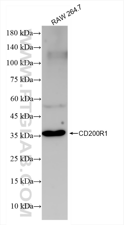 Western Blot (WB) analysis of RAW 264.7 cells using CD200R1 Recombinant antibody (83889-4-RR)