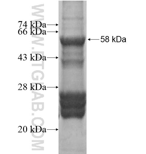 CD200R1 fusion protein Ag12632 SDS-PAGE CD200R1 fusion protein Ag12632 SDS-PAGE