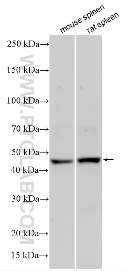 Various lysates were subjected to SDS PAGE followed by western blot with 34012-1-AP (CD200R1L antibody) at dilution of 1:500 incubated at room temperature for 1.5 hours. Western Blot (WB) analysis of various lysates using CD200R1L Polyclonal antibody (34012-1-AP)