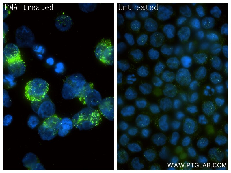 Immunofluorescence (IF) / fluorescent staining of THP-1 cells using CD204 Recombinant monoclonal antibody (85441-4-RR)