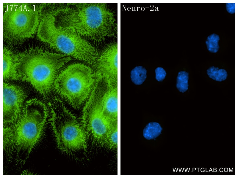 Immunofluorescence (IF) / fluorescent staining of J774A.1 cells using CD204 Recombinant monoclonal antibody (86552-3-RR)