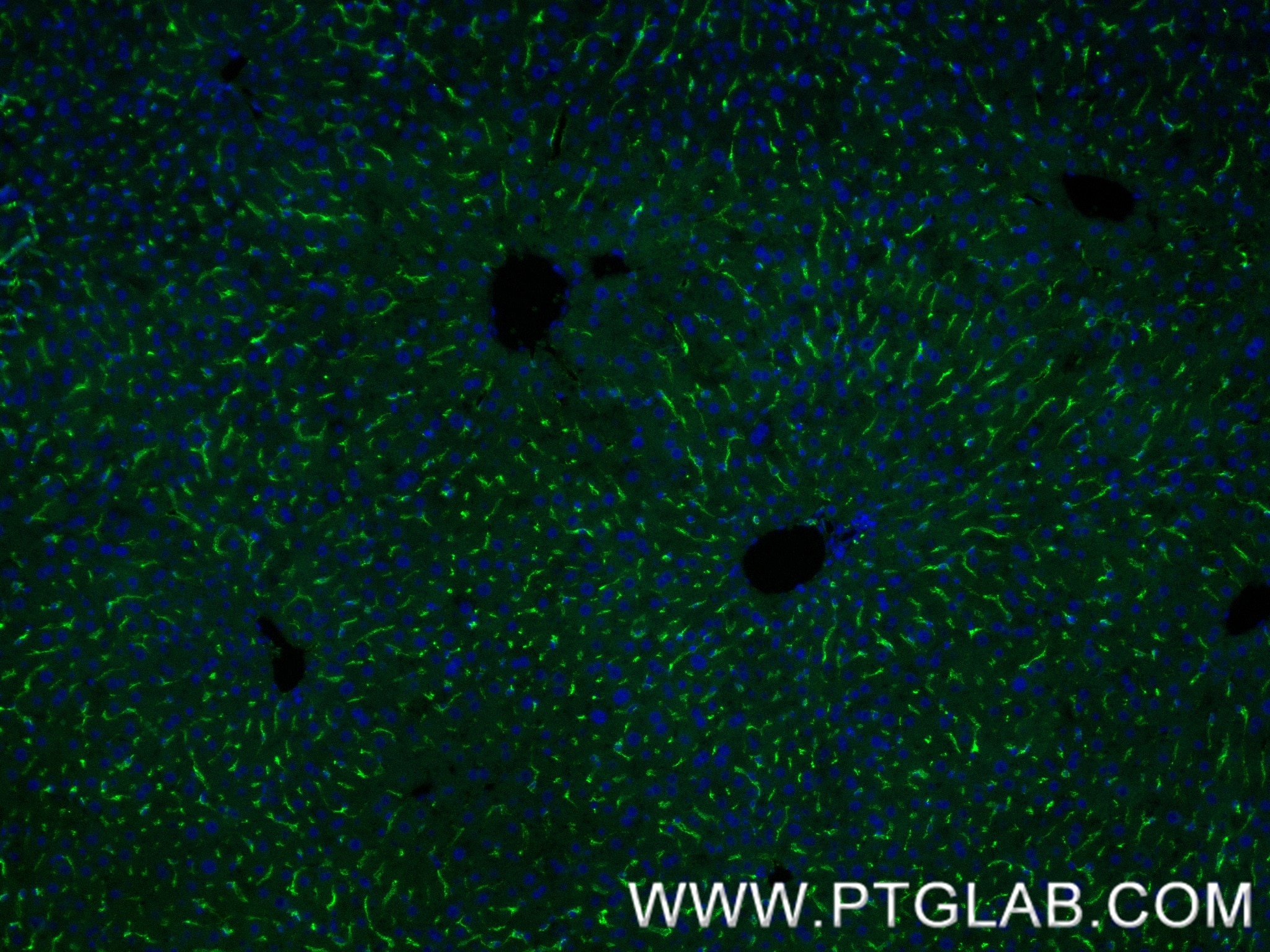 Immunofluorescence (IF) / fluorescent staining of mouse liver tissue using CD206 Recombinant antibody (83485-1-RR)